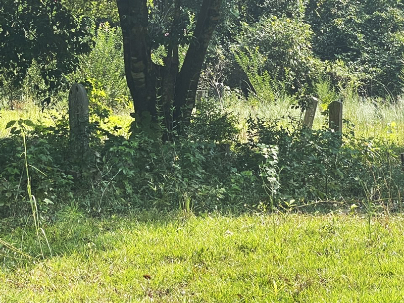 Before: A neglected area of the cemetery around a tree with overgrown vines and vegetation, covering headstones.