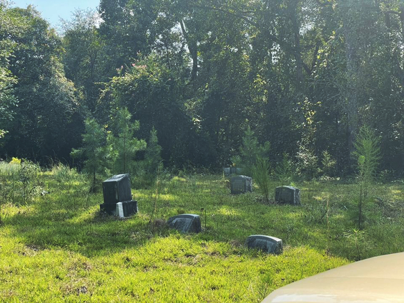 A neglected area of the cemetery with small trees and brush growing up between the headstones before the cleanup.