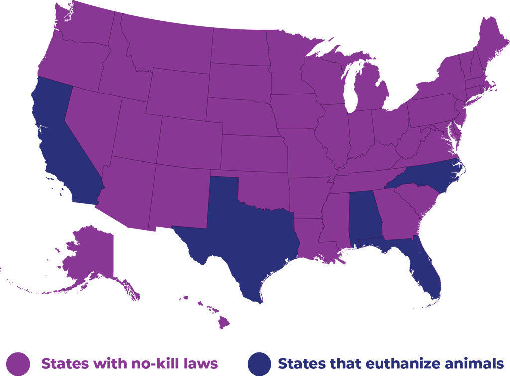 Image of a map of the United States with five states that still perform euthanasia at animal shelters highlighted