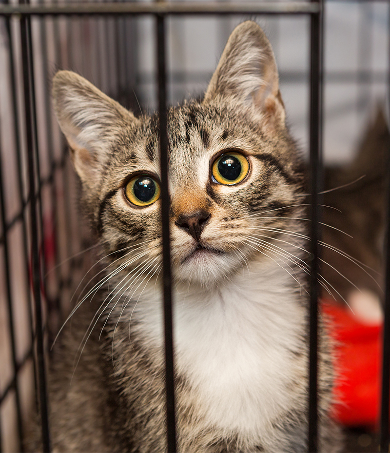 Image of a tabby kitten with yellow eyes looking through the bars of a cage