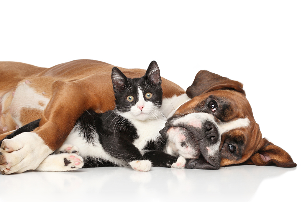 Image of a relaxed boxer puppy lying on the floor with an alert black and white kitten in it's arms
