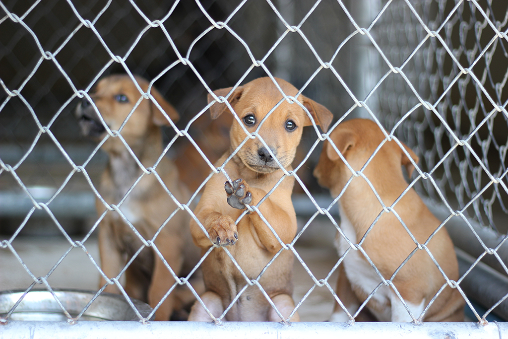 Image of three tan puppies with sad eyes inside a chain link fence