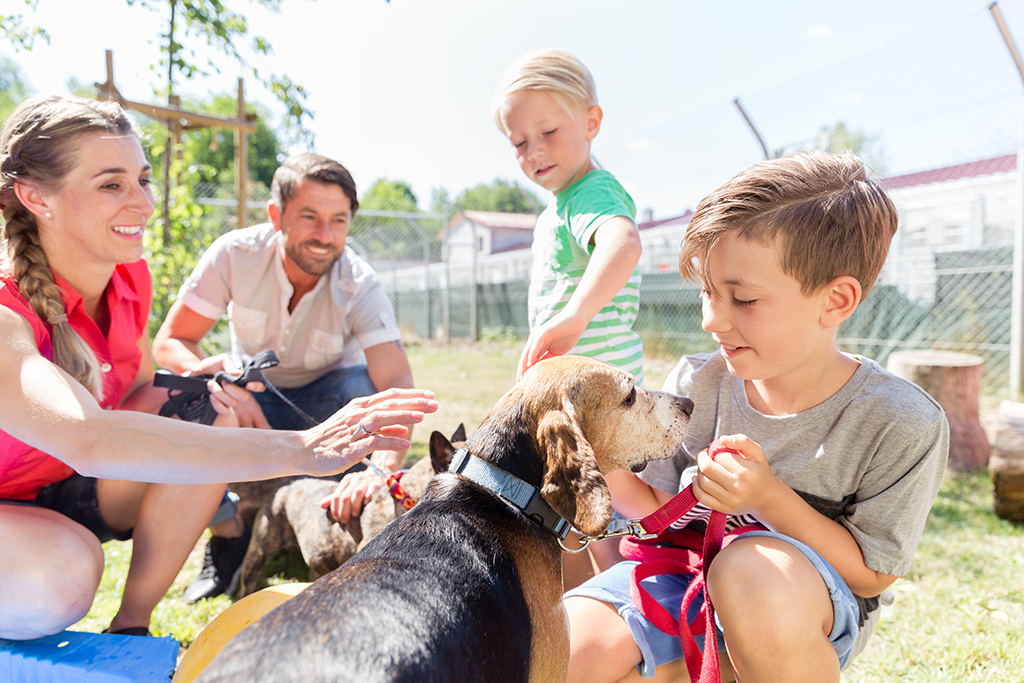 Young family with two young sons crouch down at an animal shelter outdoor enclosure petting dogs