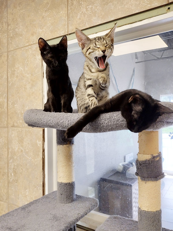 CharityRx Reps Rescue Shelter Pets with Donations. Three small kittens lounge on a carpeted cat tree. Two cats are black and one is striped. 