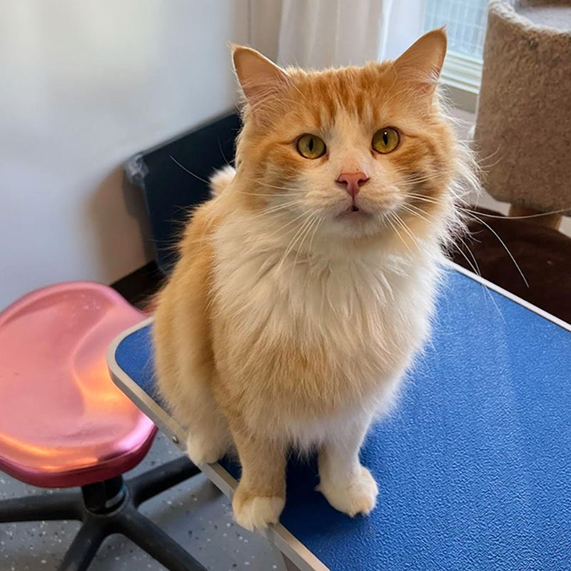 CharityRx Reps Rescue Shelter Pets with Donations. A fluffy gold and white cat sits on a table, looking up at the camera with golden eyes.