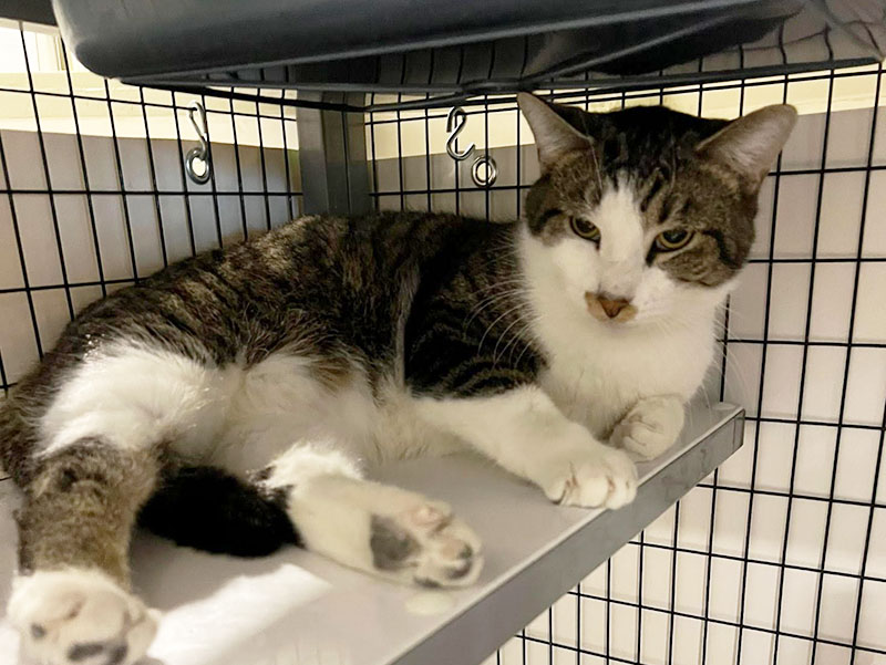 CharityRx Reps Rescue Shelter Pets with Donations. A white cat with brindled brown and gold spots lies inside a cage, looking at the camera with half-closed eyes.