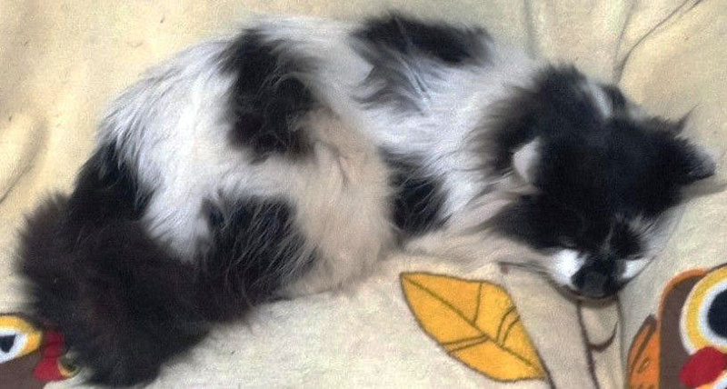 CharityRx Reps Rescue Shelter Pets with Donations. A fluffy white cat with black spots lies, sleeping, on a blanket.