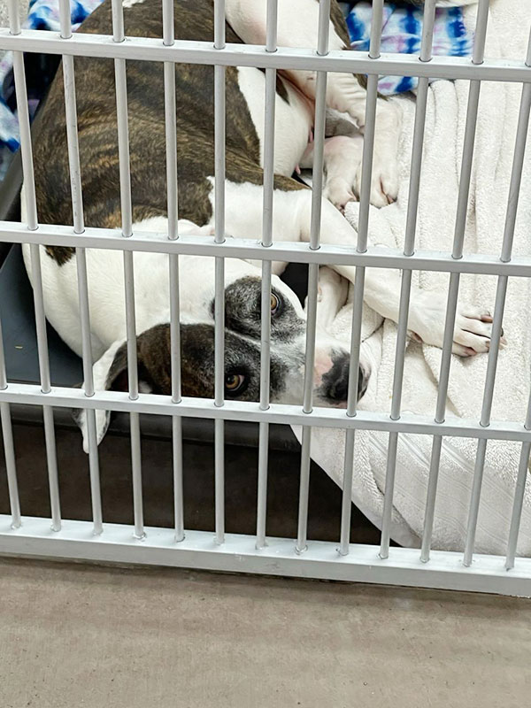 CharityRx Reps Rescue Shelter Pets with Donations. A mediu-sized white dog with brindled brown spots lies on a blanket inside a cage.