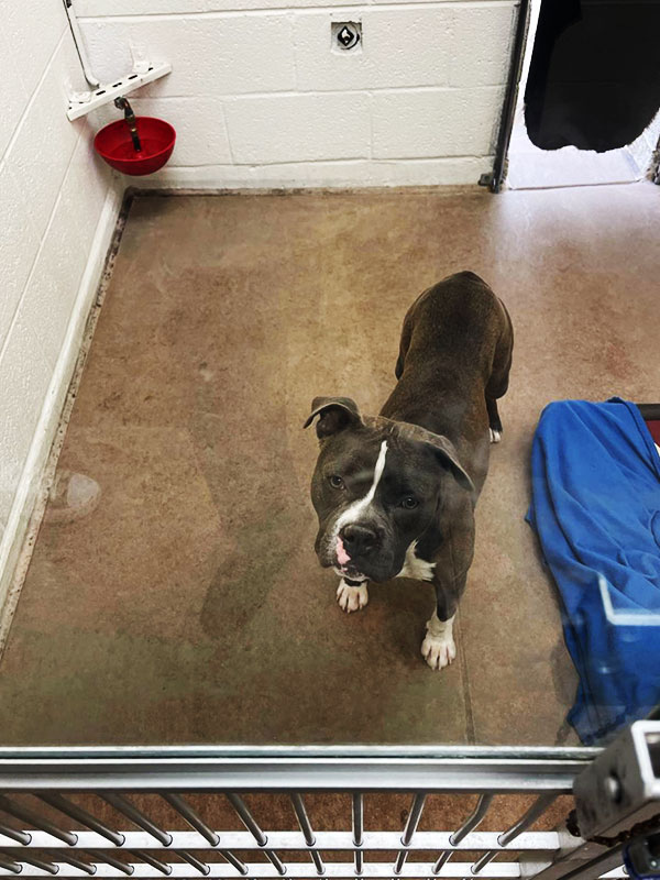 CharityRx Reps Rescue Shelter Pets with Donations. A large brown dog with white nose and feet stands inside a pen, looking up.