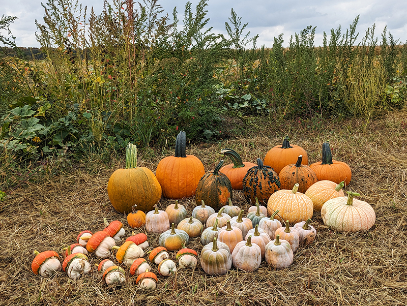 CharityRx Founder's Day 2023: The Power of Giving Back. Image: A pile of pumpkins of various colors and sizes in a field.