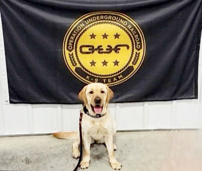 Image of Charity the K9 Crusader, a young yellow lab, sitting in front of a black flag with yellow Operation Underground Railroad logo.