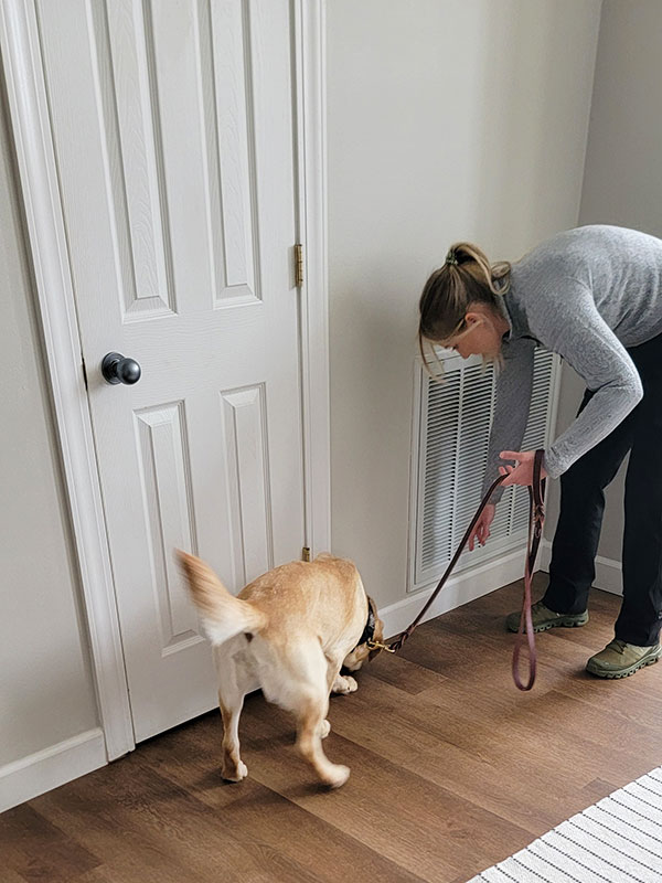 Image: A young woman detective holds the leash of Charity, the K9 Crusader and points to the lower molding in a residential room.